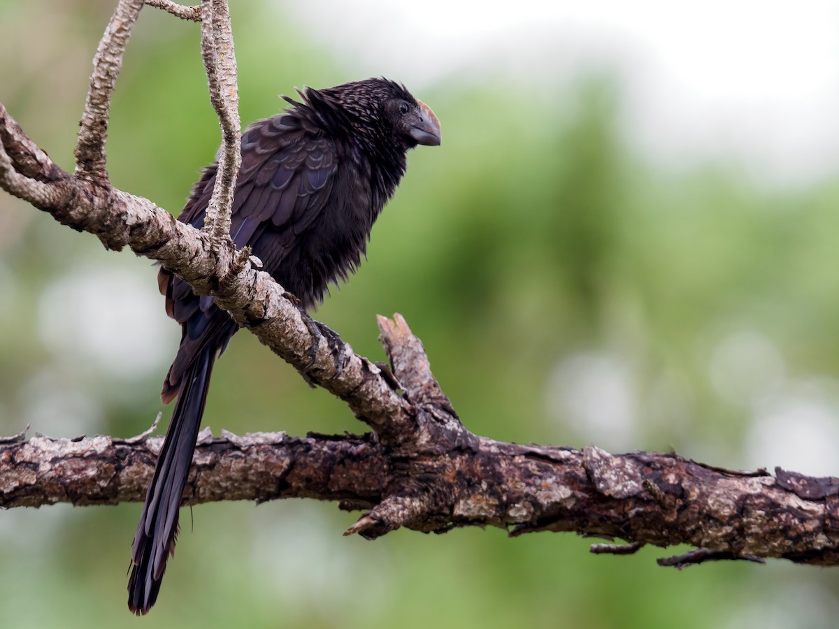 Smooth-billed Ani - ML624056705