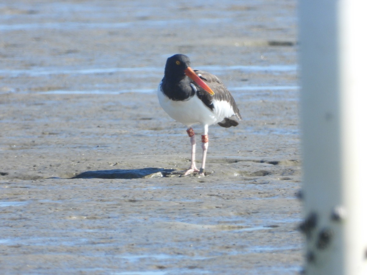 American Oystercatcher - ML624056708