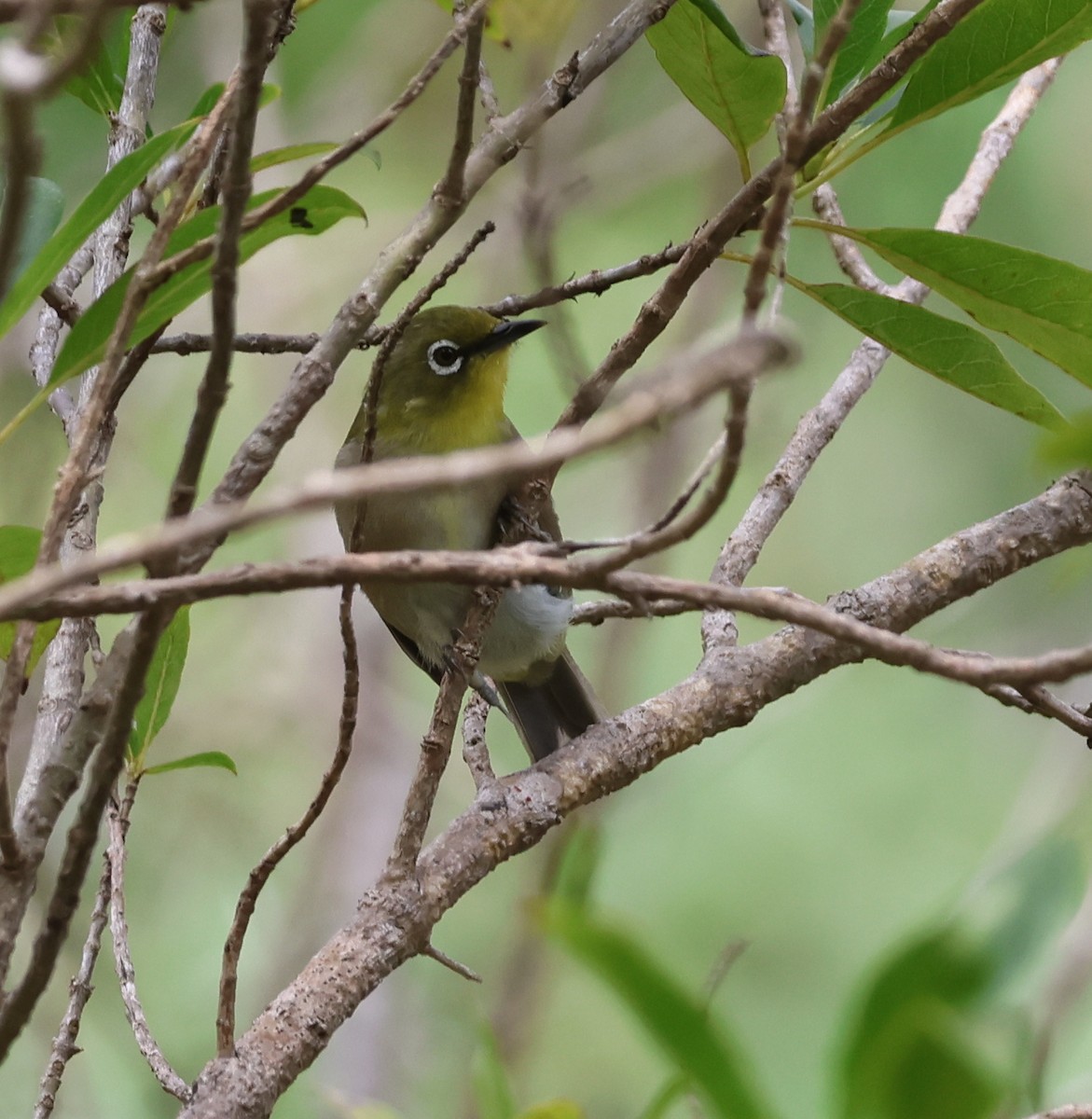 Warbling White-eye - ML624056745