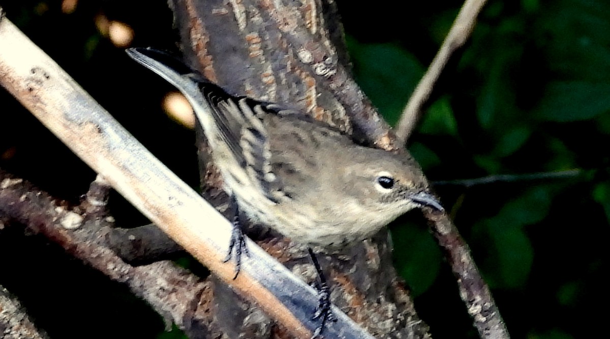 Yellow-rumped Warbler - ML624056753