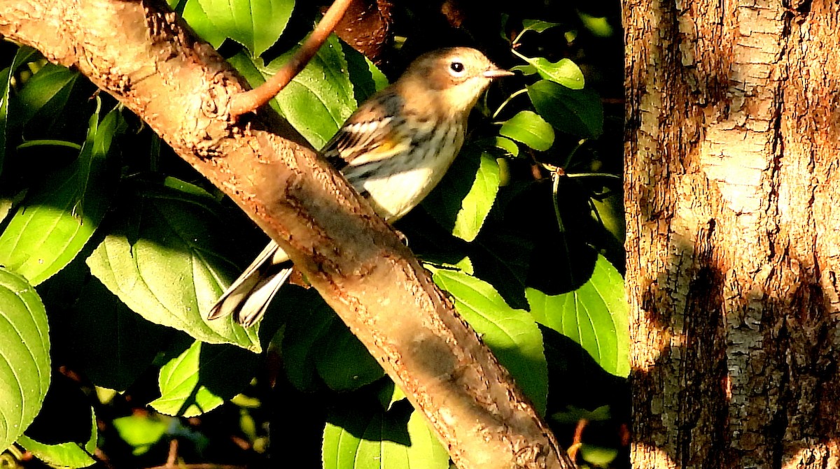 Yellow-rumped Warbler - ML624056757