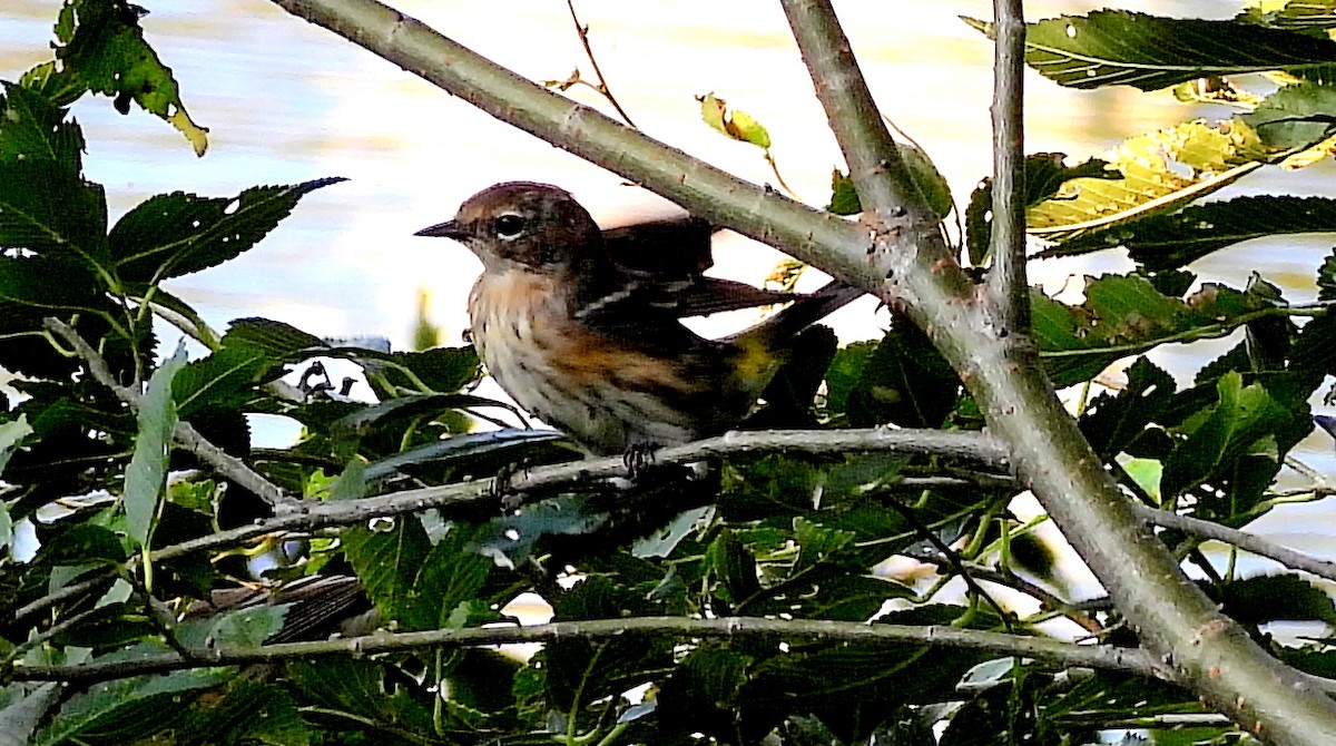 Yellow-rumped Warbler - ML624056758