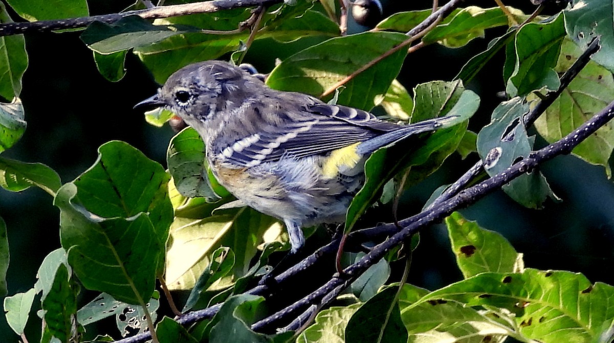 Yellow-rumped Warbler - ML624056760