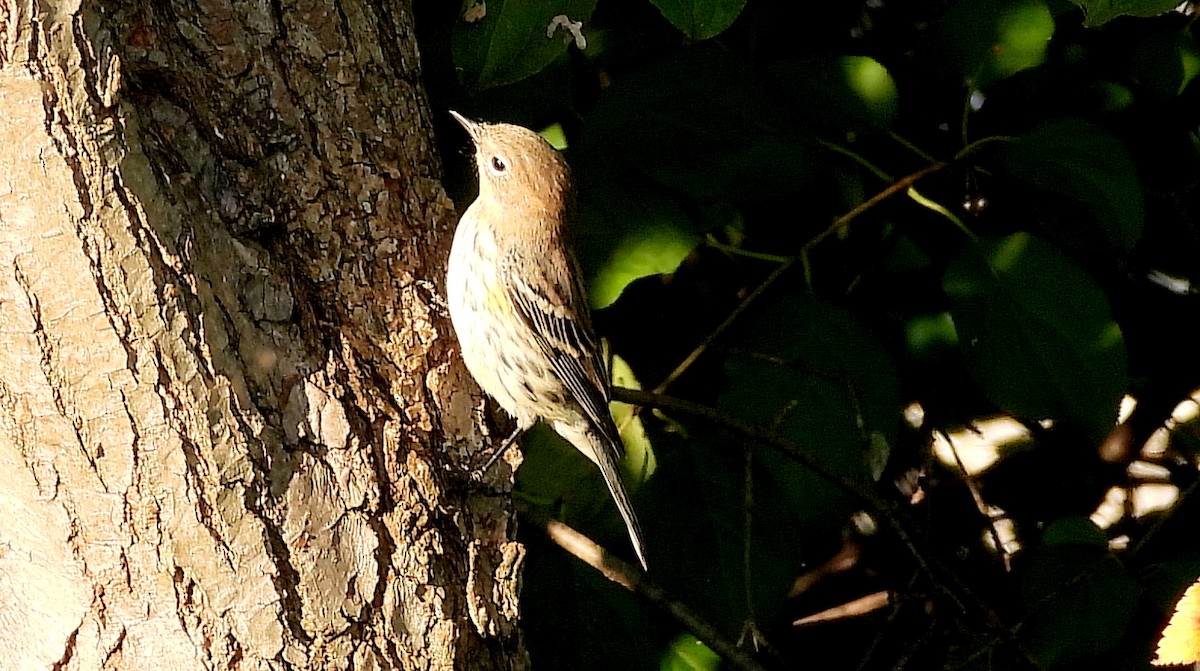 Yellow-rumped Warbler - Alan Green