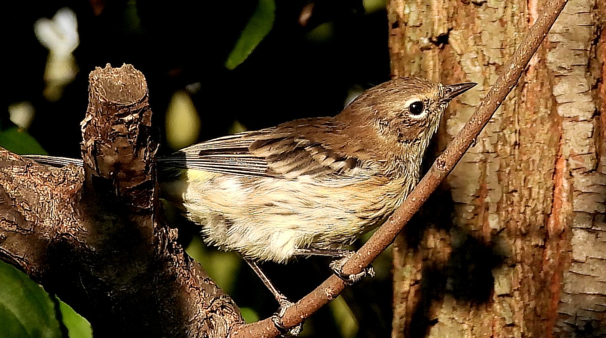 Yellow-rumped Warbler - ML624056765