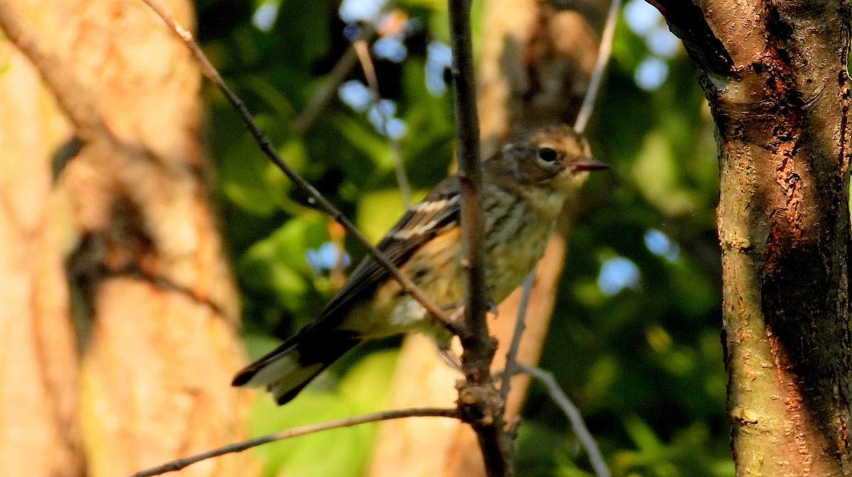 Yellow-rumped Warbler - ML624056769