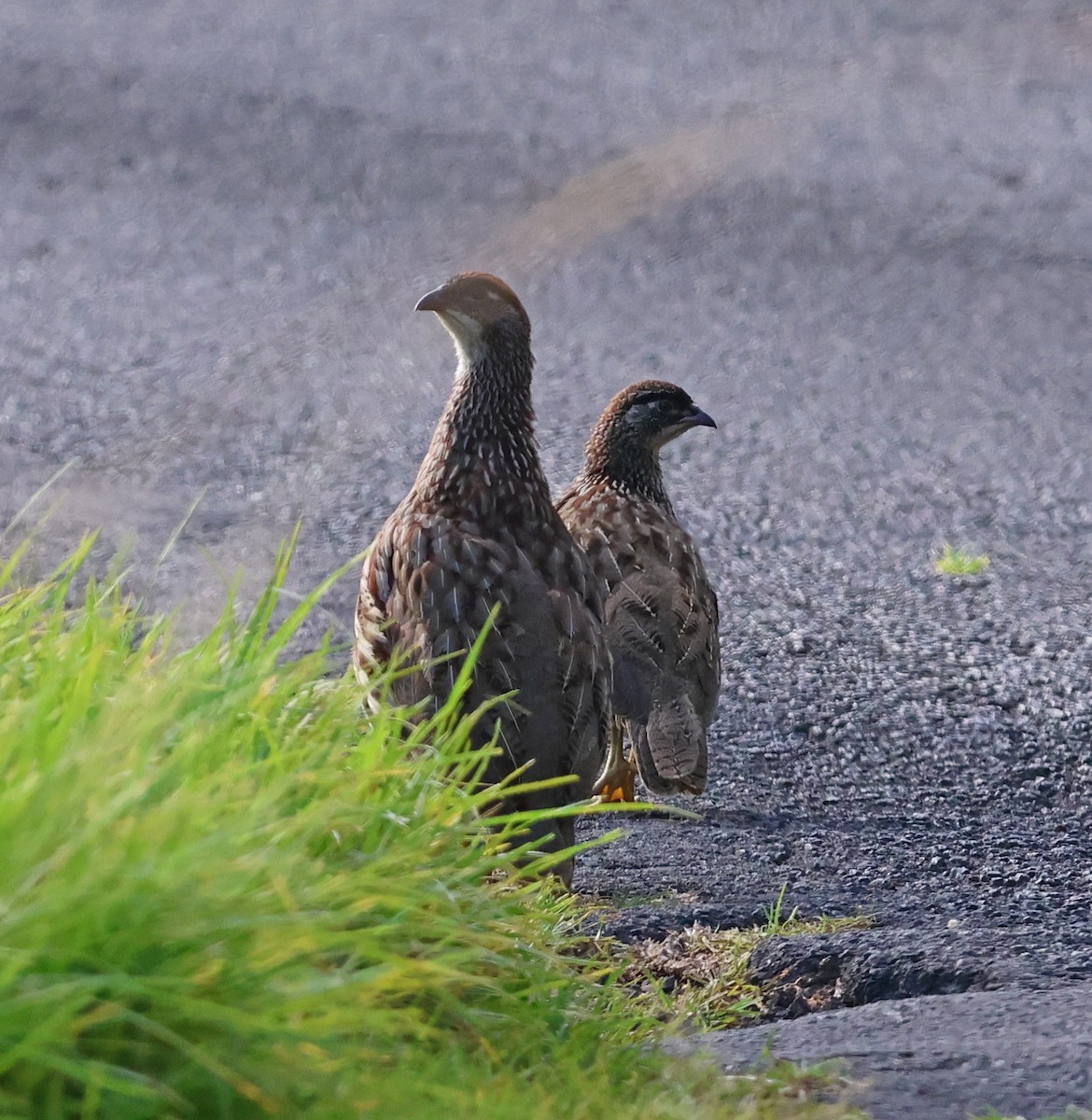 Erckel's Spurfowl - ML624056773