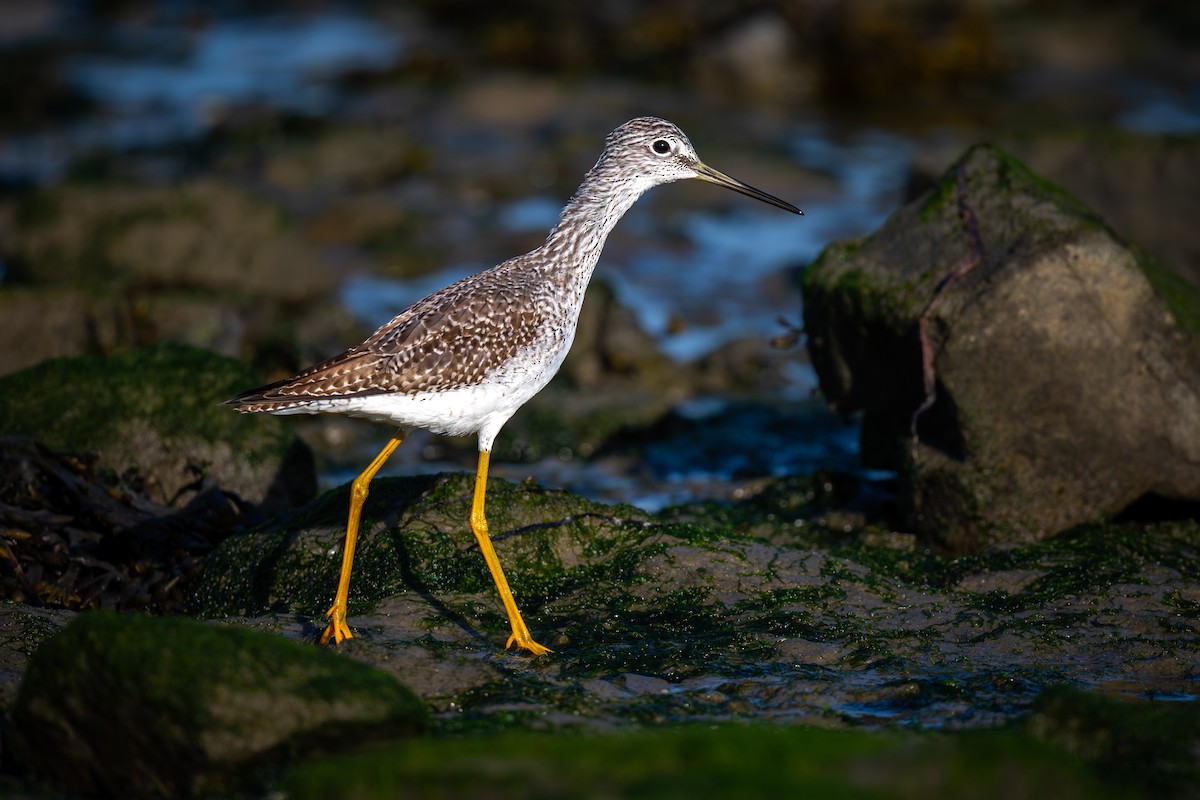 Greater Yellowlegs - ML624056806