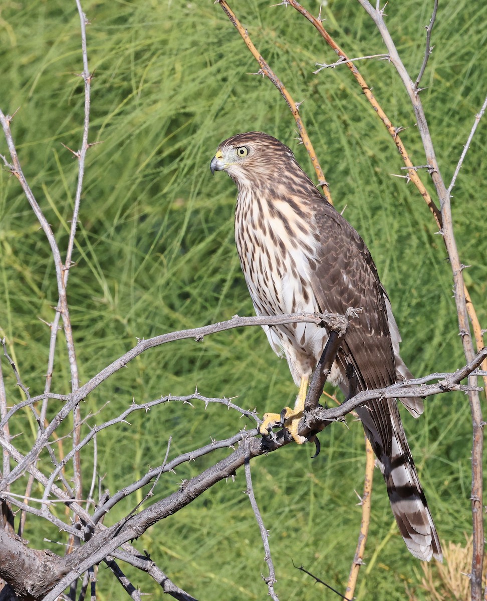 Cooper's Hawk - Dale Clark