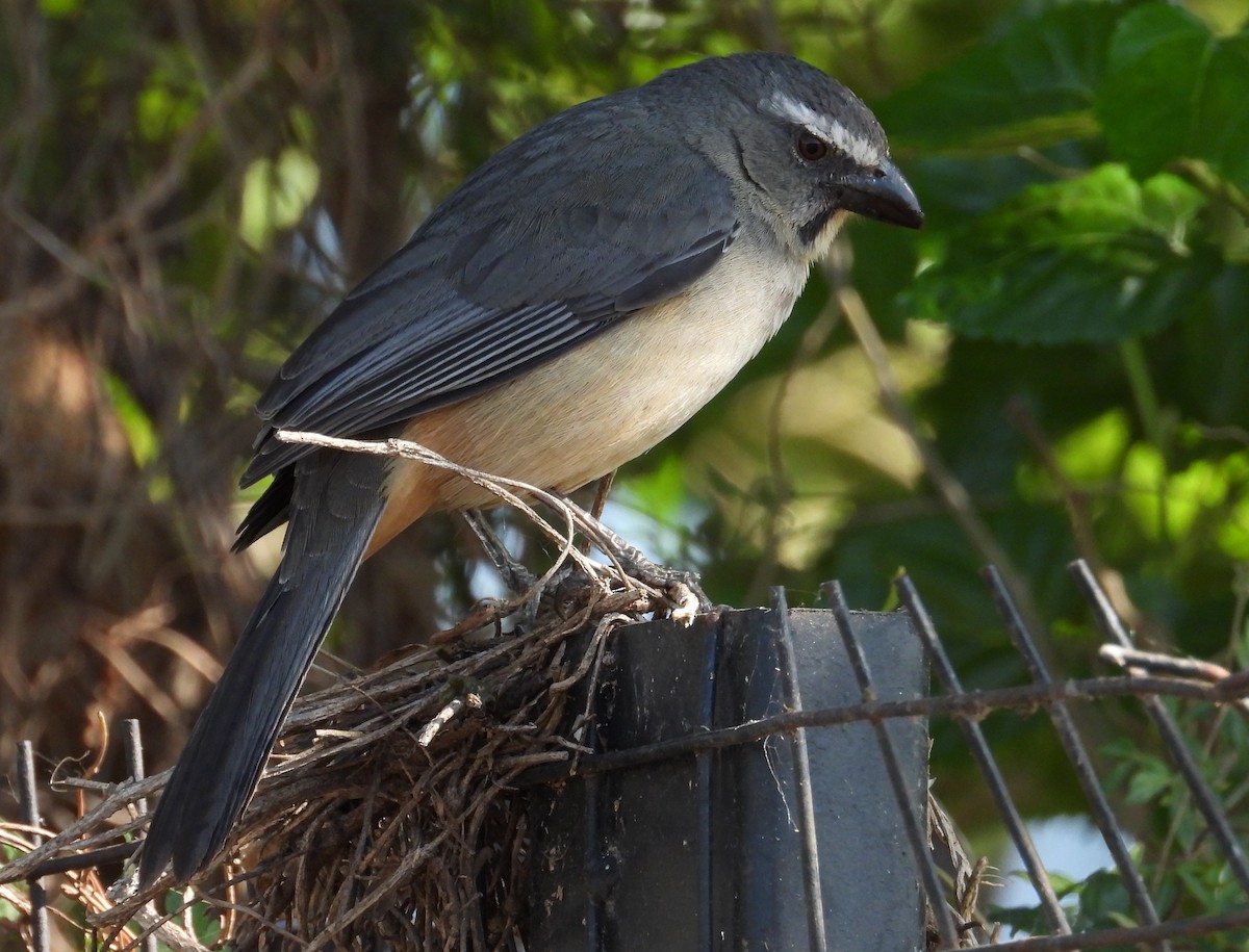 Bluish-gray Saltator - ML624056829