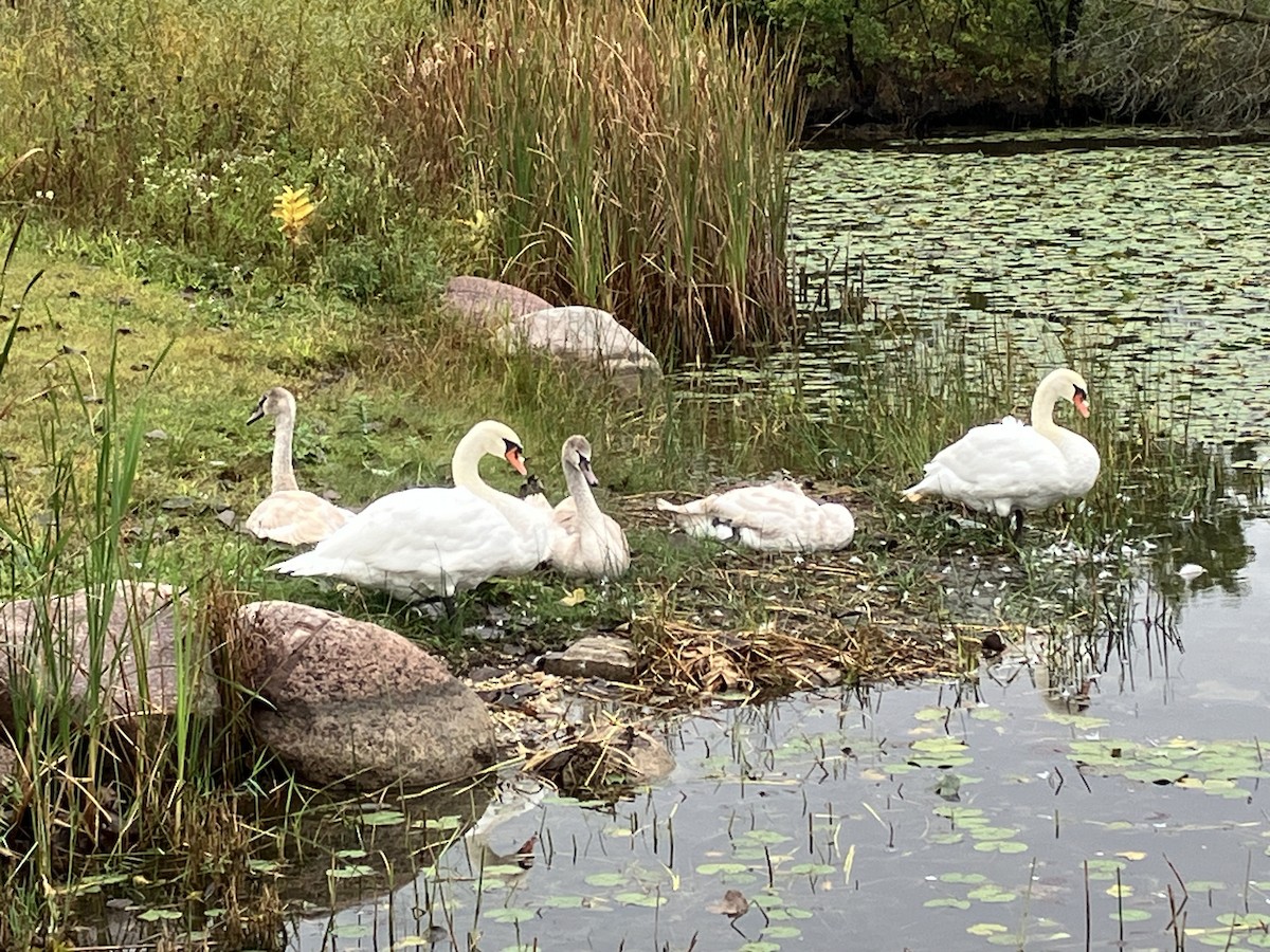 Cygne tuberculé - ML624056831