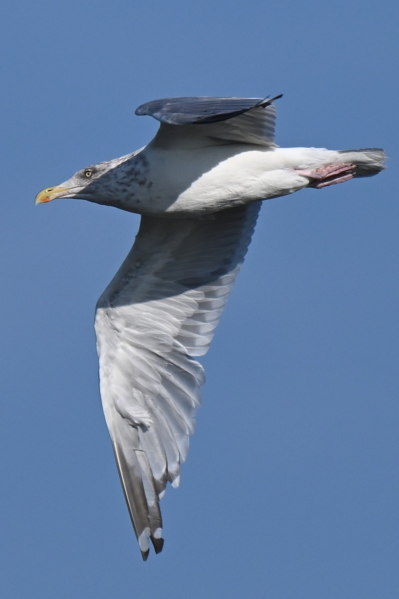 Goéland argenté (smithsonianus) - ML624056833