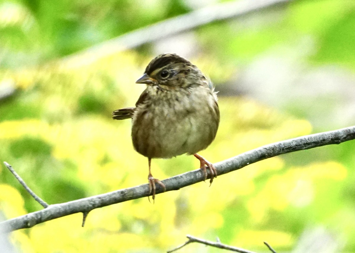 Passerellidae sp. (sparrow sp.) - ML624056838