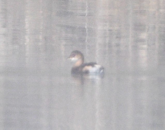 Pied-billed Grebe - Peter Olsoy