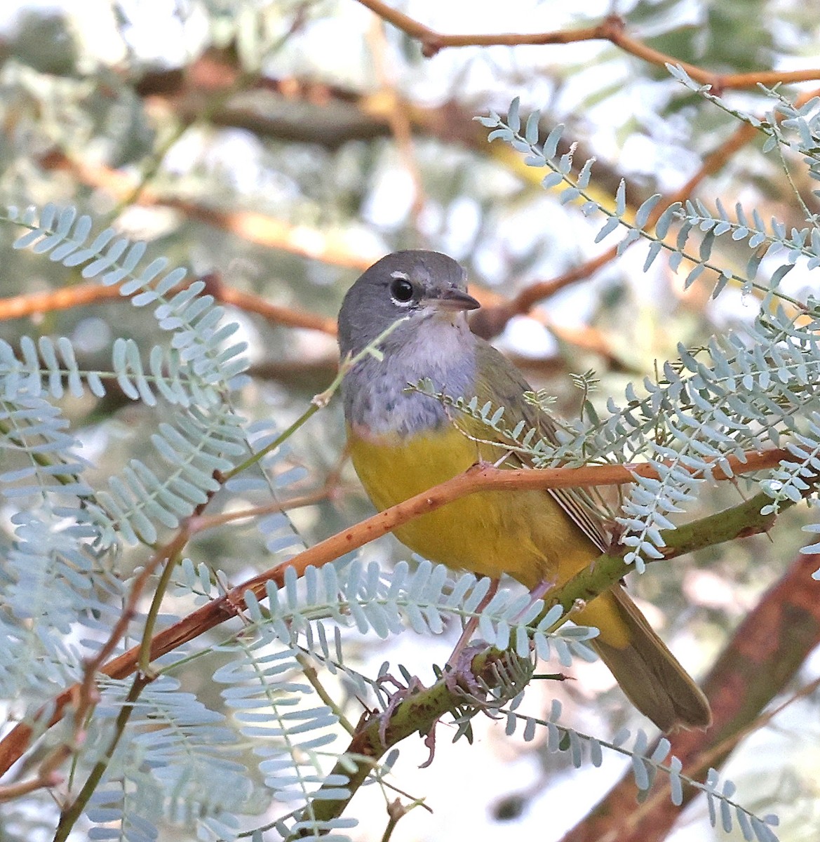 MacGillivray's Warbler - ML624056885