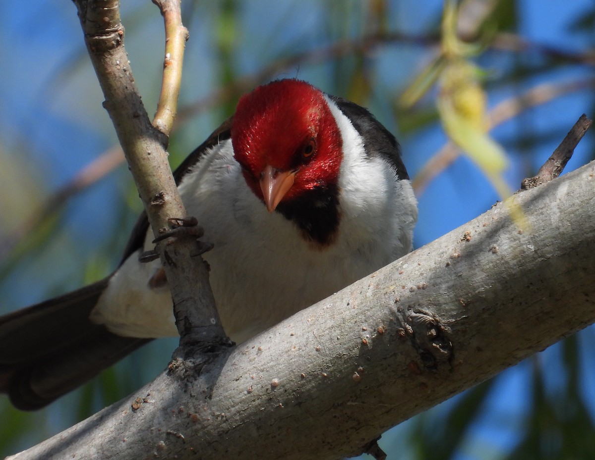 Yellow-billed Cardinal - ML624056904