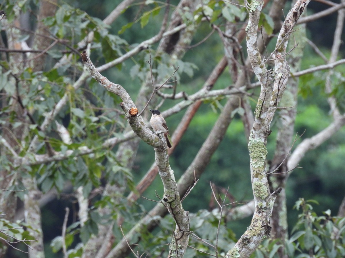 Sooty-headed Bulbul - ML624056907