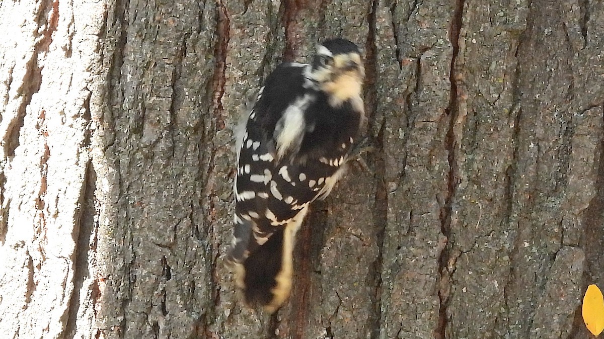 Downy Woodpecker - ML624056930