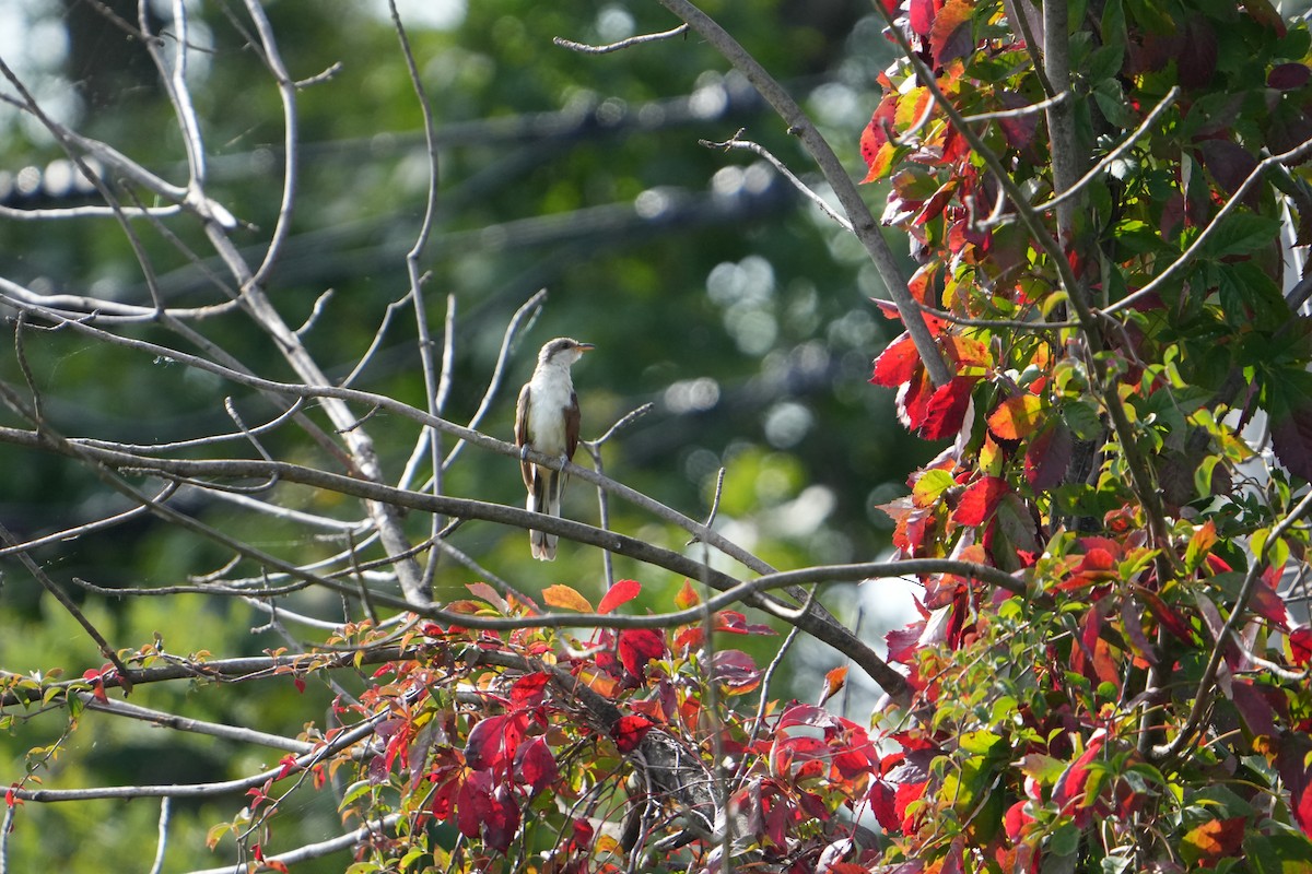 Yellow-billed Cuckoo - ML624056956