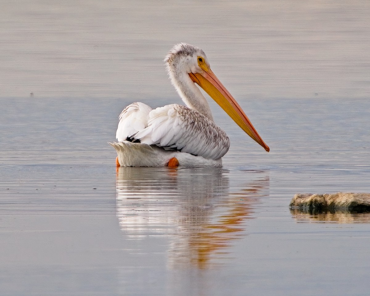 American White Pelican - ML624056973