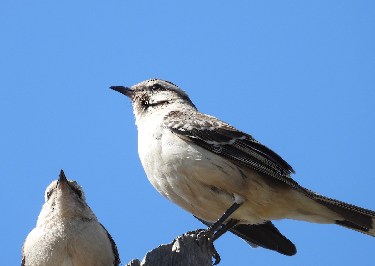 Chalk-browed Mockingbird - Edgardo Oscar Pic