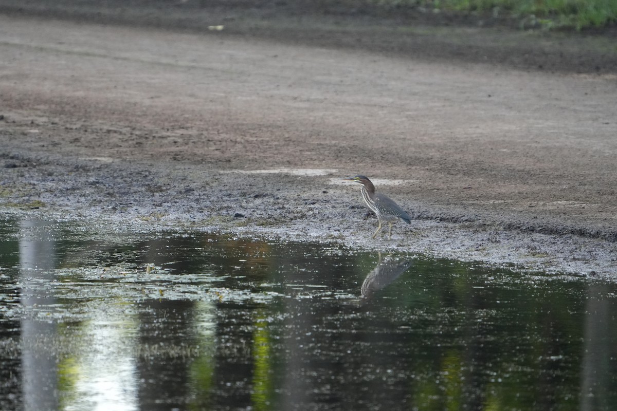 Green Heron - ML624056989