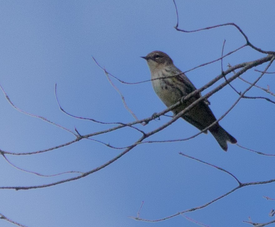 Yellow-rumped Warbler - Brian Lombardo