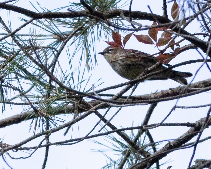 Yellow-rumped Warbler - ML624057012