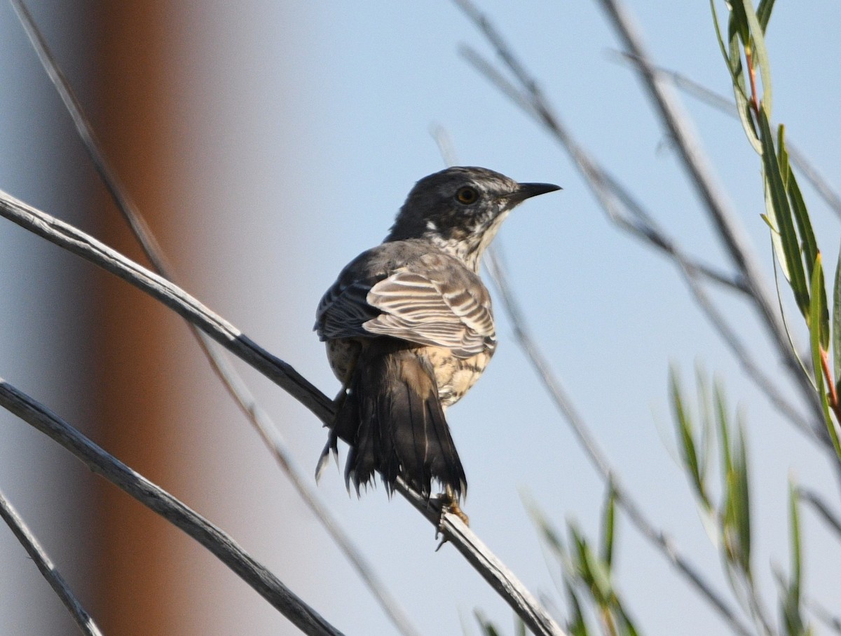 Sage Thrasher - Peter Olsoy