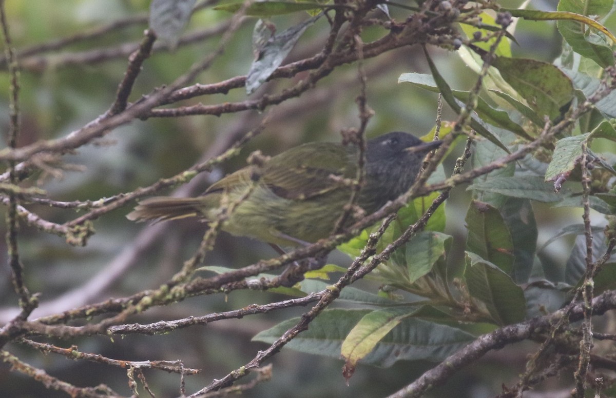 Mosquero Gorjiestriado - ML624057018