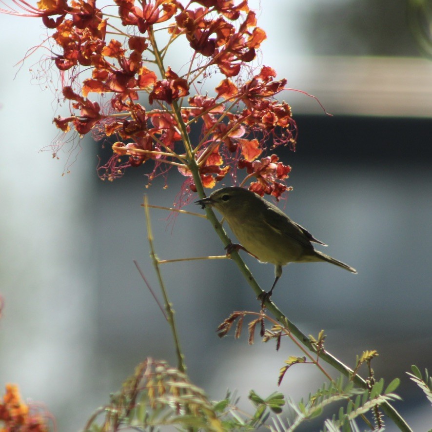 Orange-crowned Warbler - ML624057019