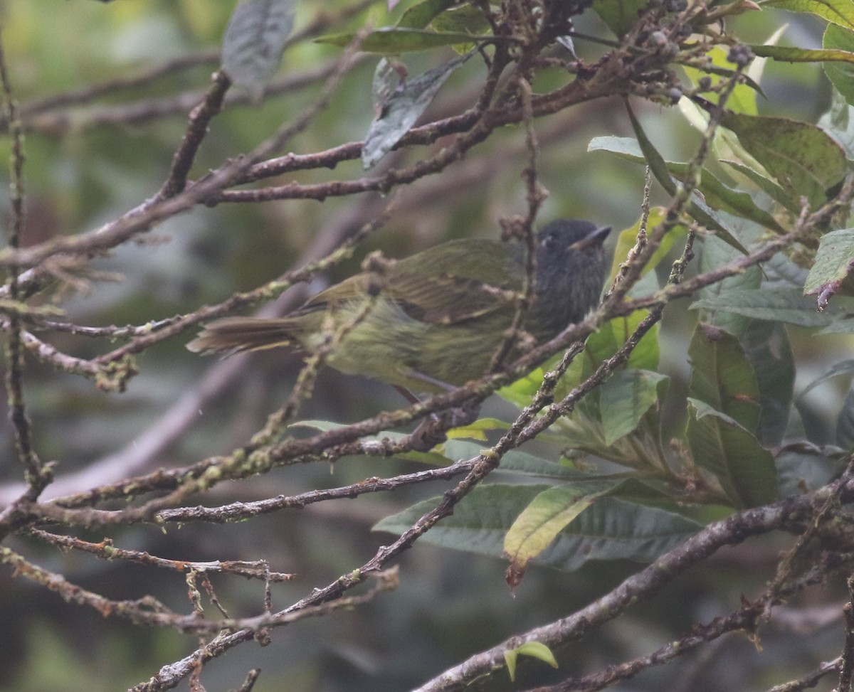 Streak-necked Flycatcher - ML624057022