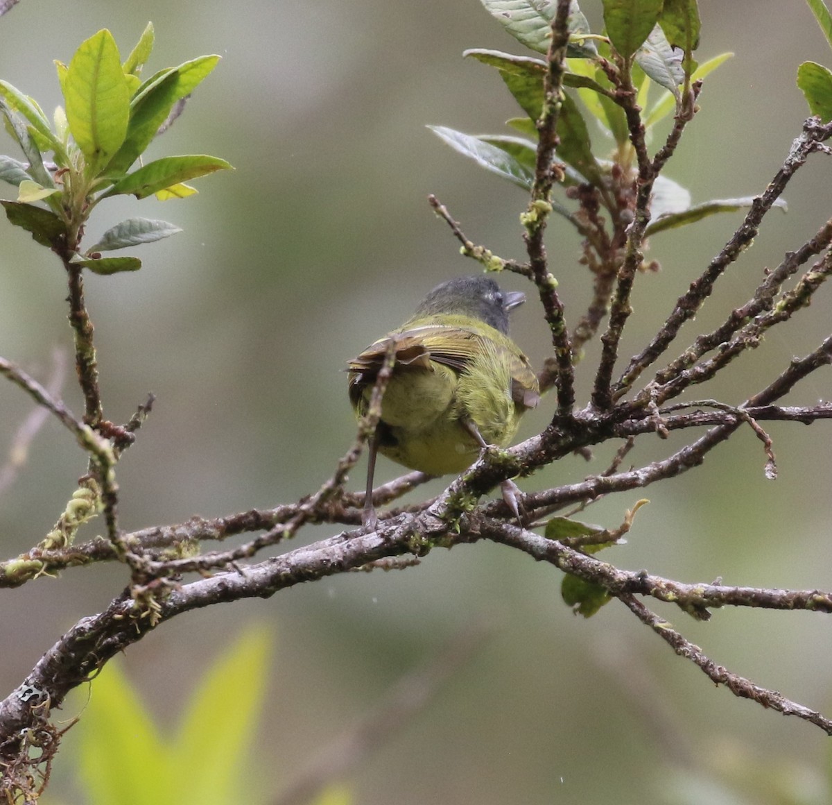 Streak-necked Flycatcher - ML624057025