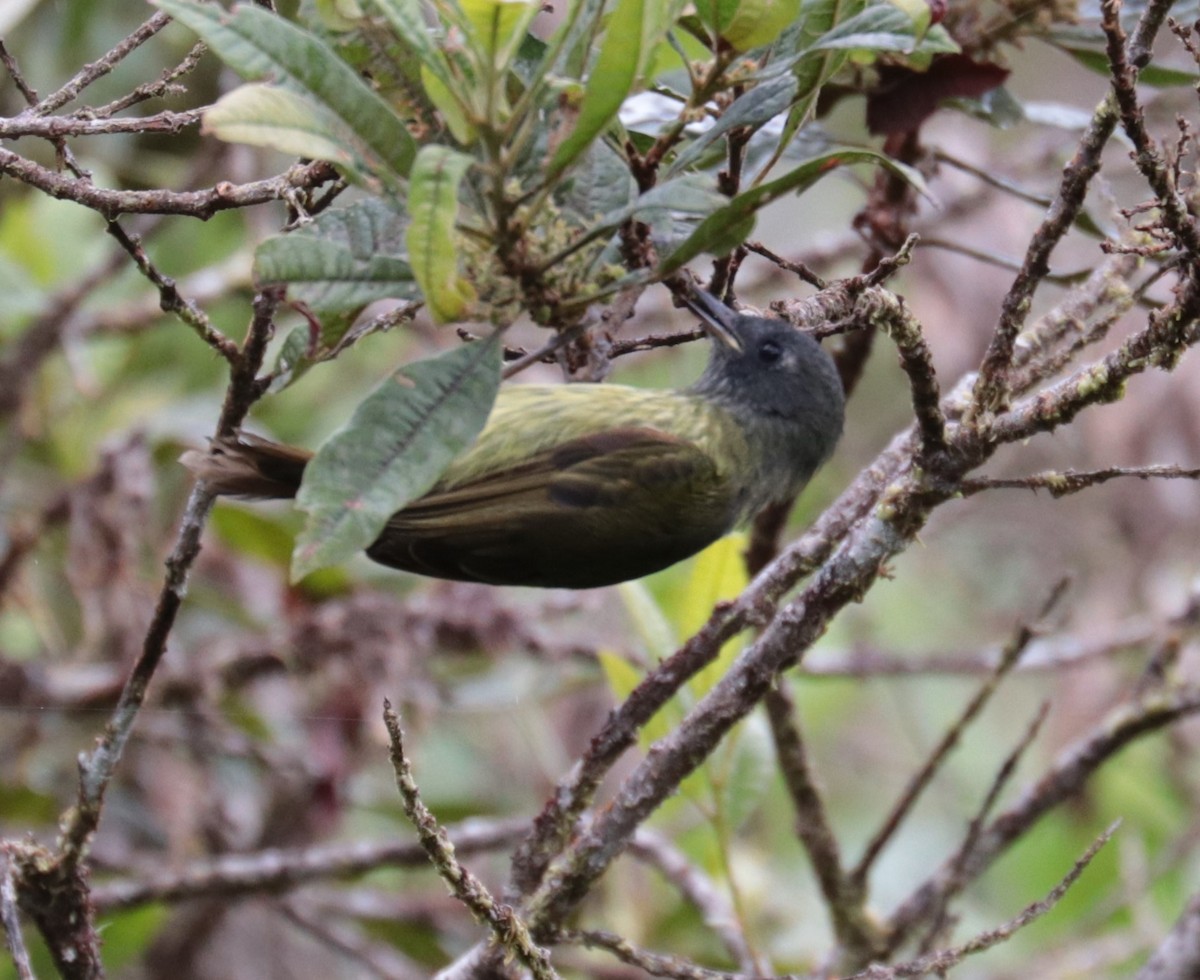 Mosquero Gorjiestriado - ML624057037