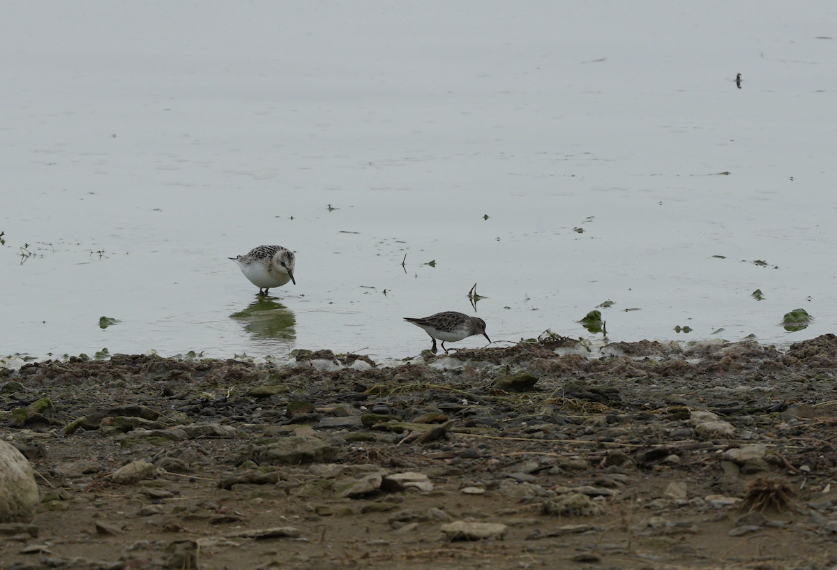 Least Sandpiper - ML624057073