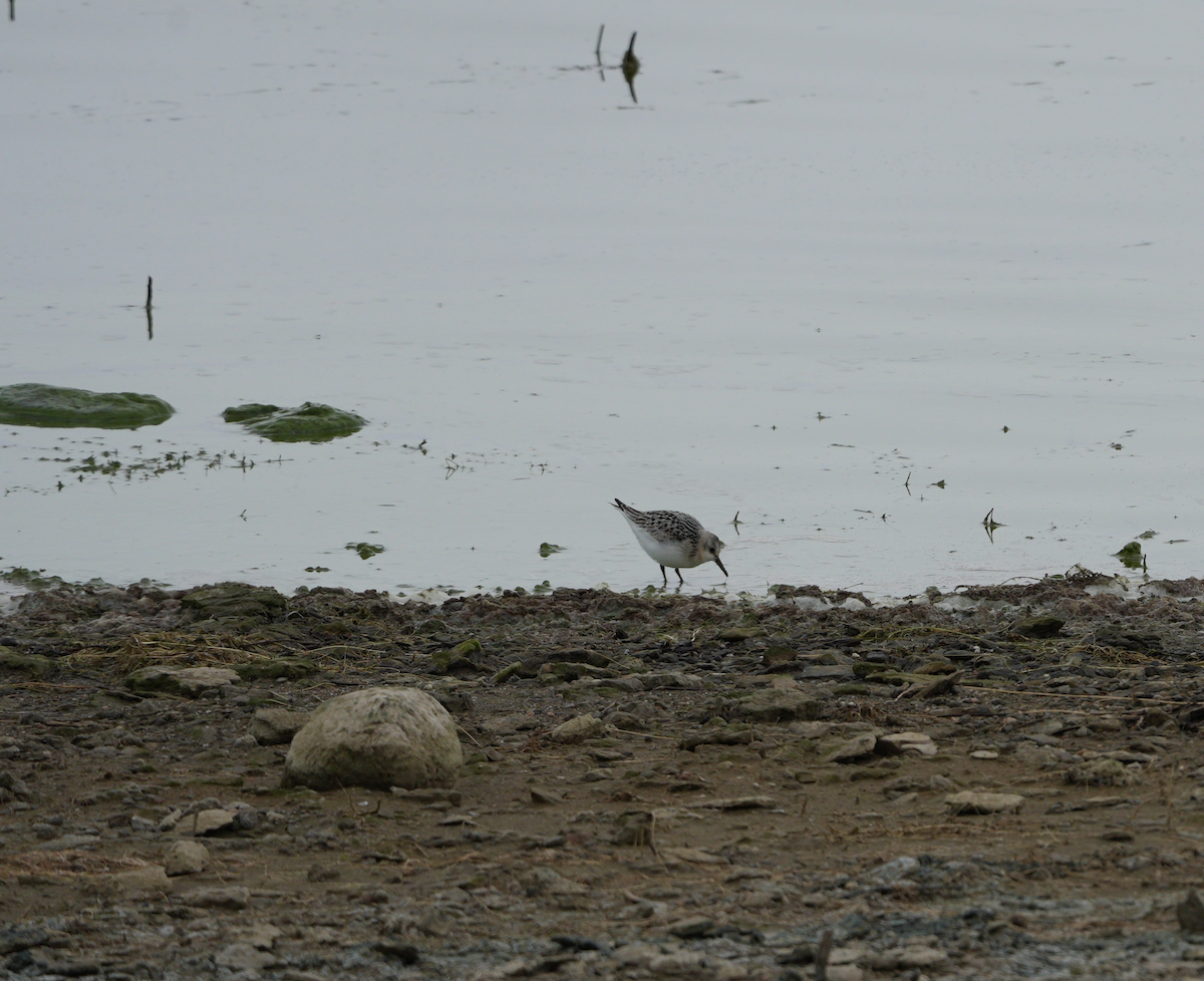 Sanderling - ML624057077