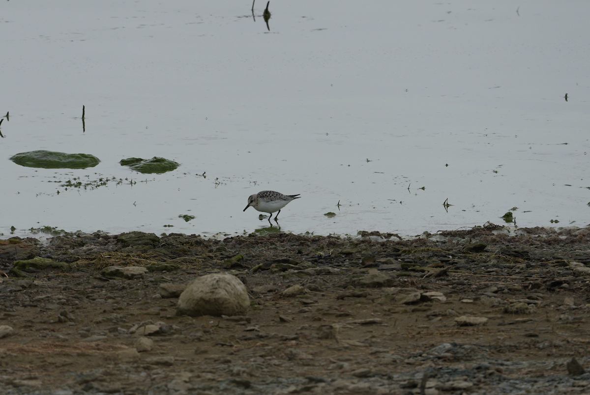 Sanderling - ML624057078