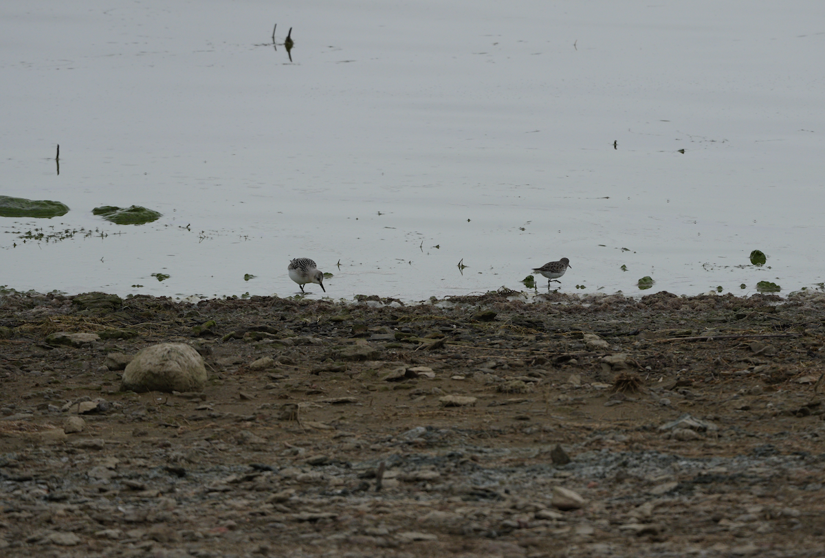 Sanderling - ML624057081