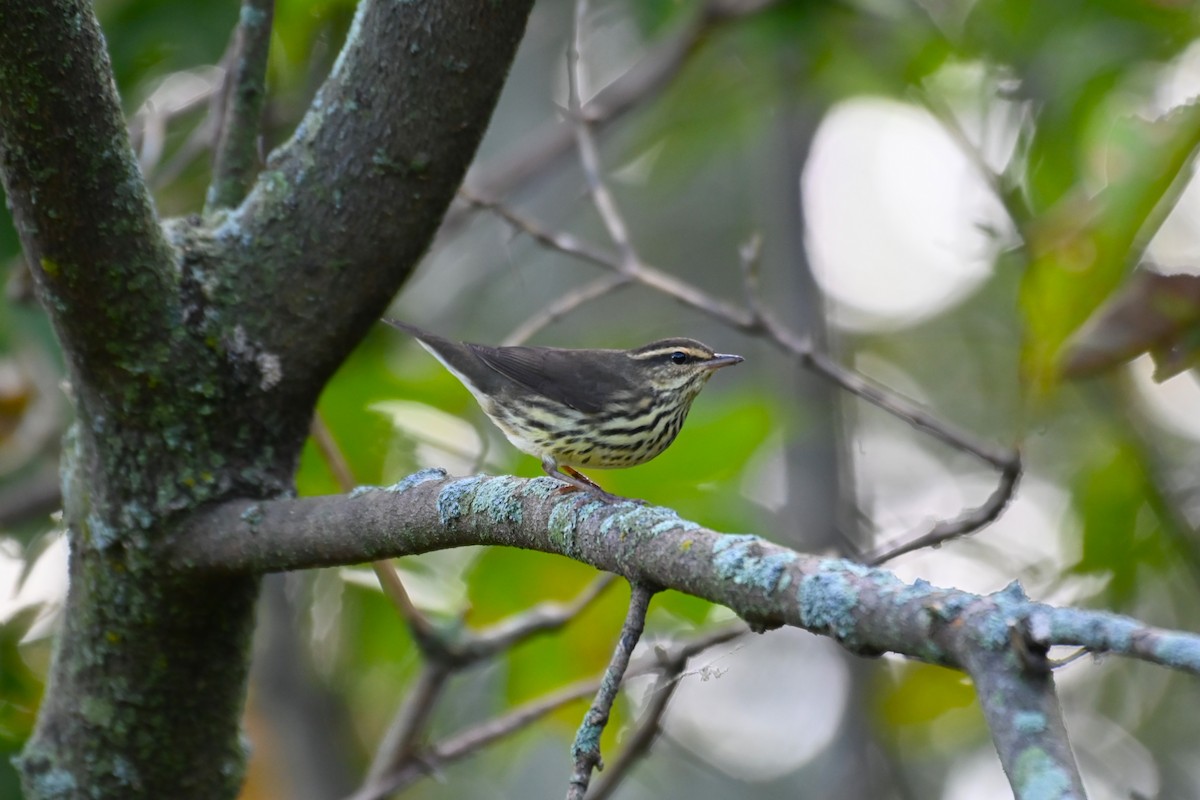 Northern Waterthrush - Francois Cloutier