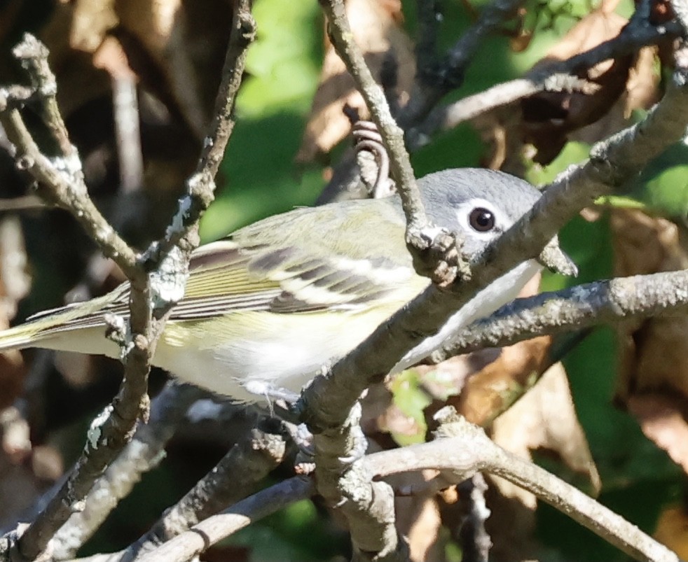 Blue-headed Vireo - ML624057104