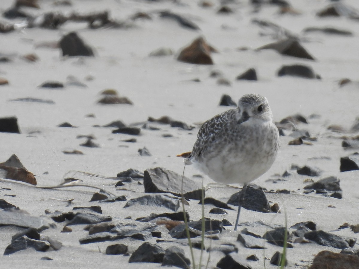 Black-bellied Plover - Tina Toth