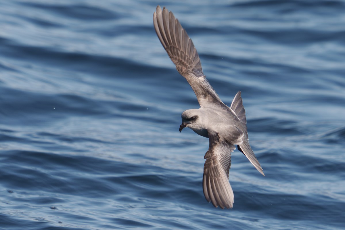 Fork-tailed Storm-Petrel - ML624057126