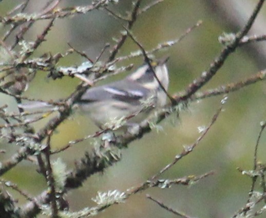 Black-throated Gray Warbler - ML624057127