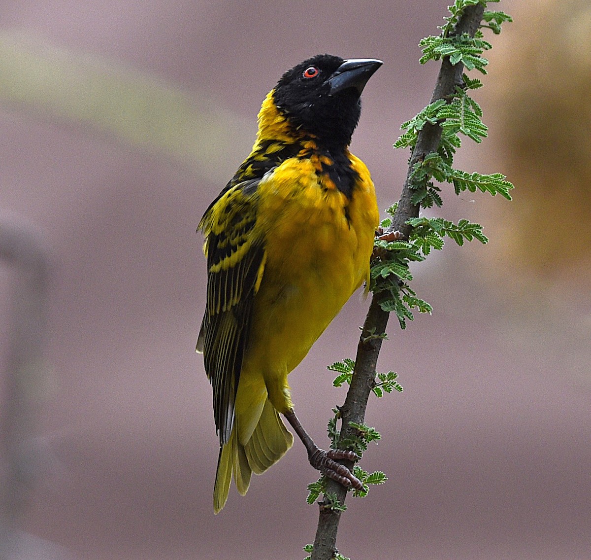 Village Weaver - ML624057135