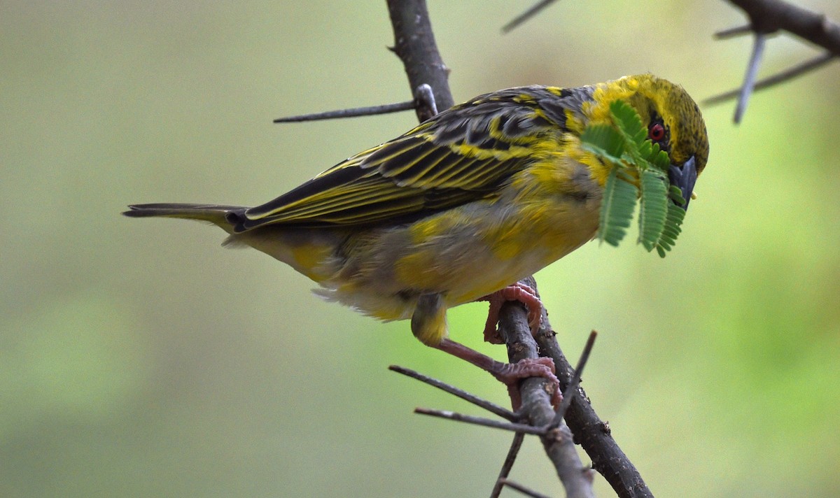 Village Weaver - ML624057164