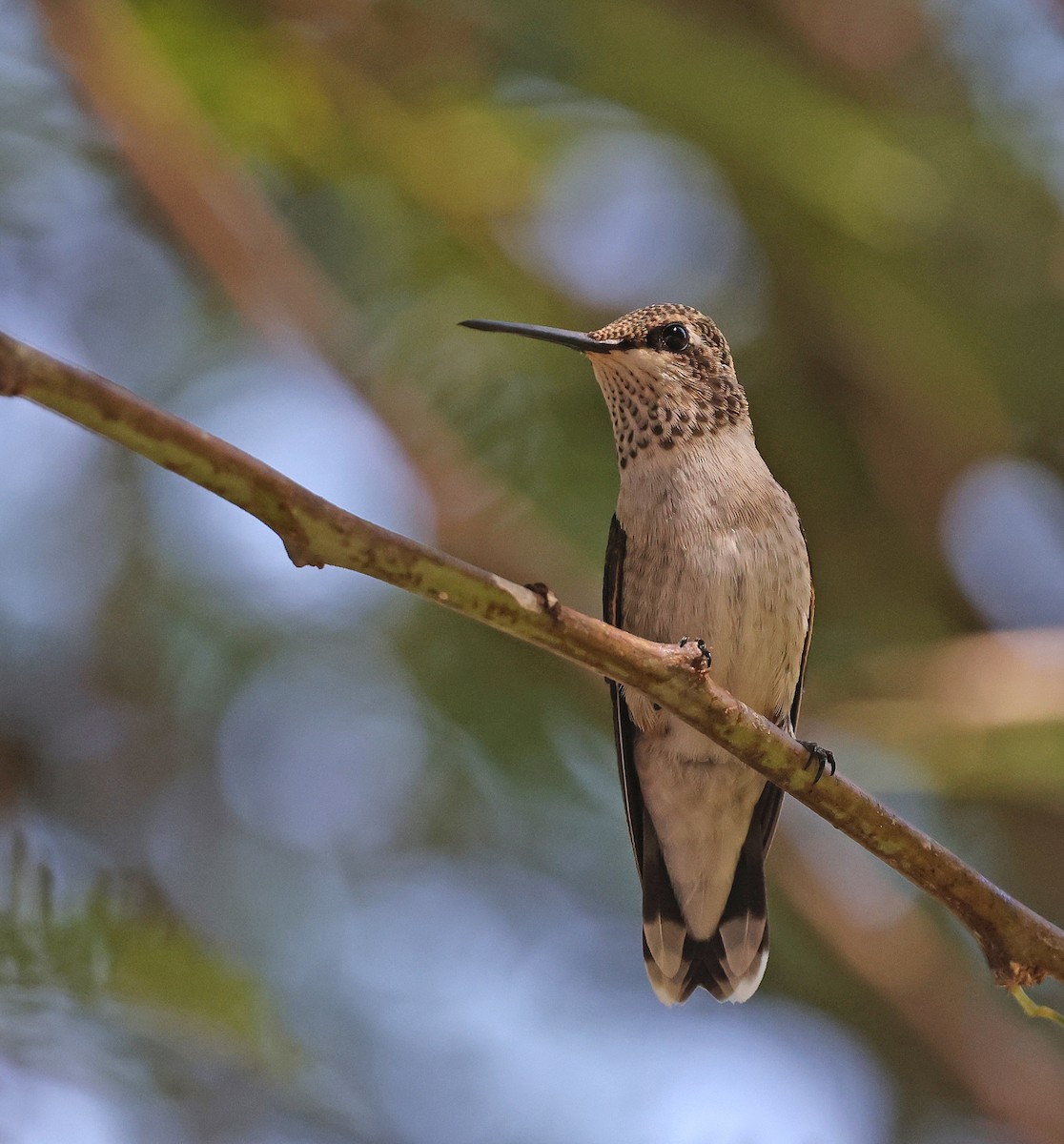 Black-chinned Hummingbird - ML624057173