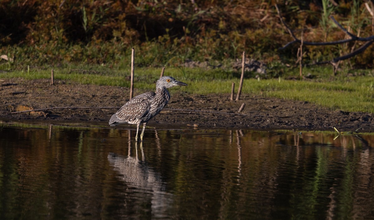 Yellow-crowned Night Heron - ML624057175