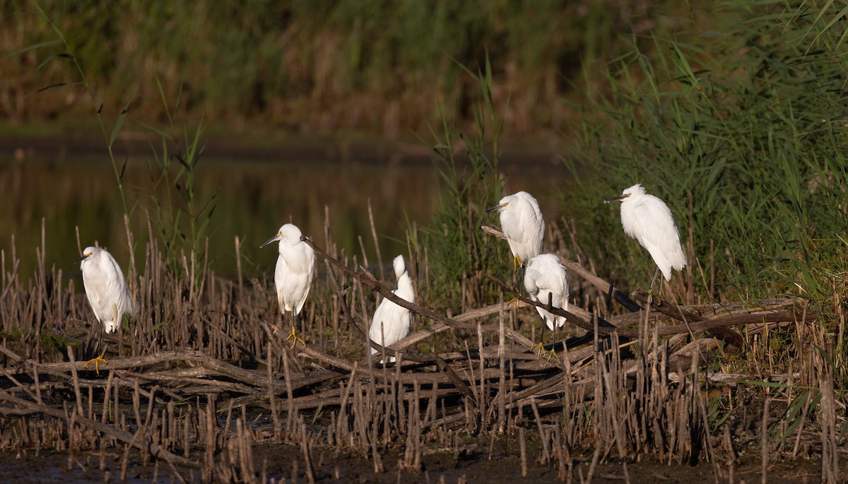 Snowy Egret - ML624057177