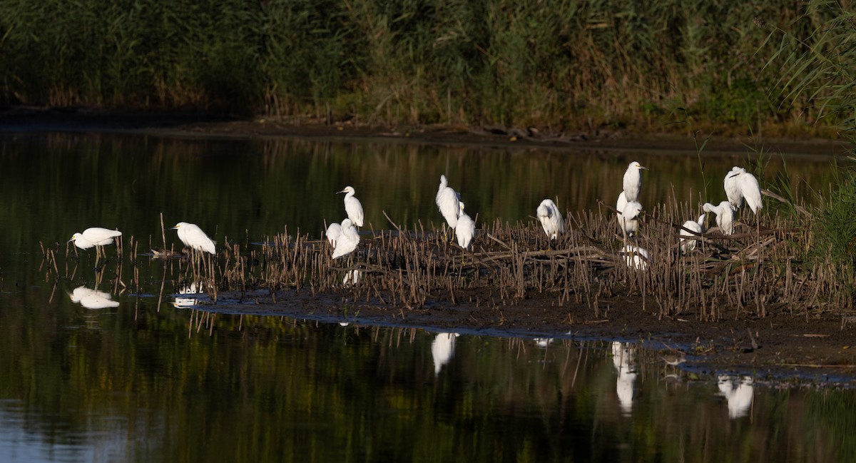 Snowy Egret - ML624057178