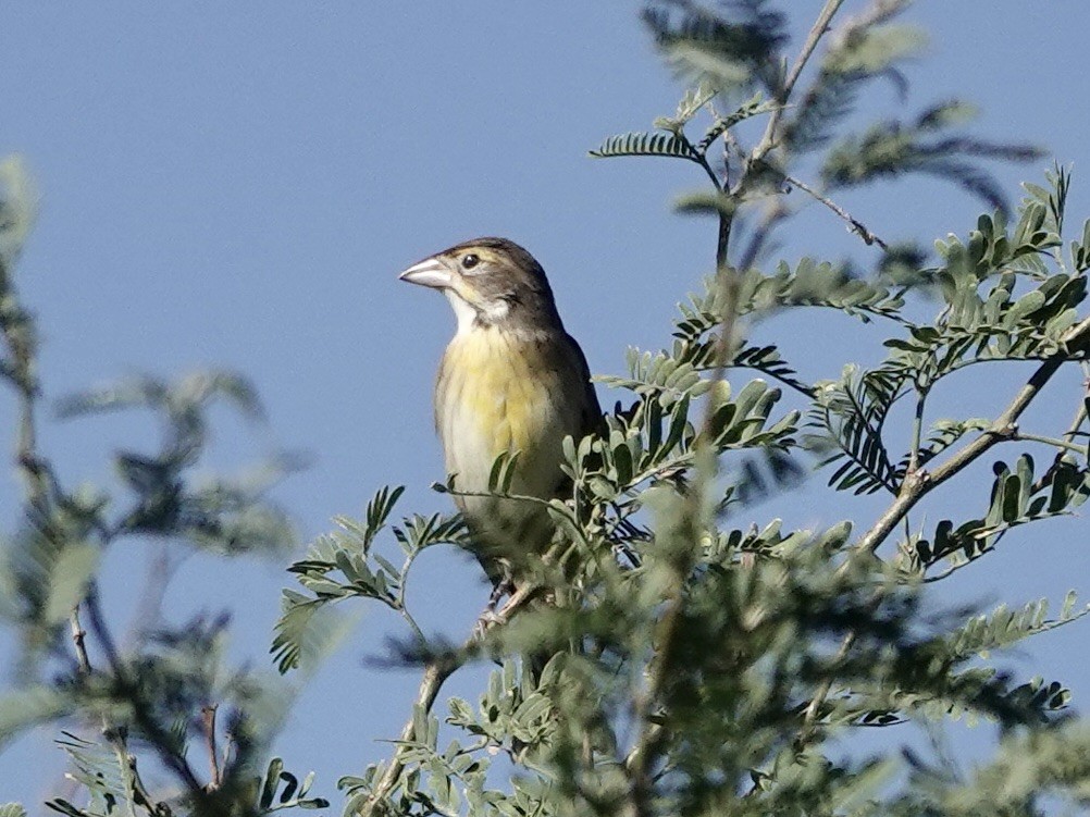 Dickcissel - ML624057180